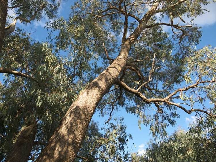 Eucalyptus goniocalyx Dyeing with Eucalyptus goniocalyx KathyW39s WebSite