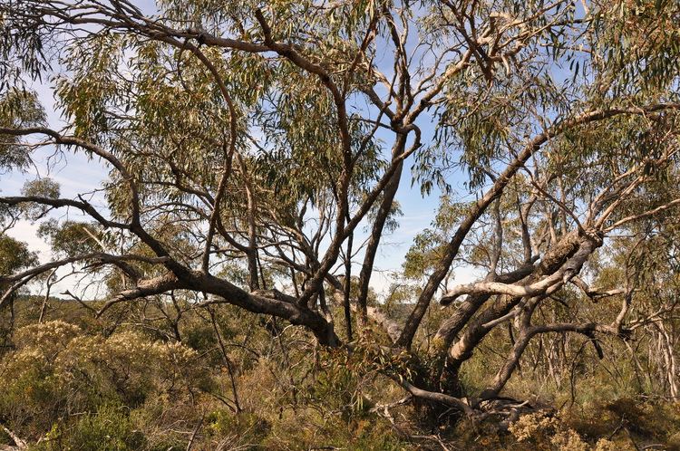 Eucalyptus goniocalyx COP Eucalyptus goniocalyx ag A venerable Longleaved Box Flickr