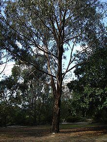 Eucalyptus goniocalyx httpsuploadwikimediaorgwikipediacommonsthu