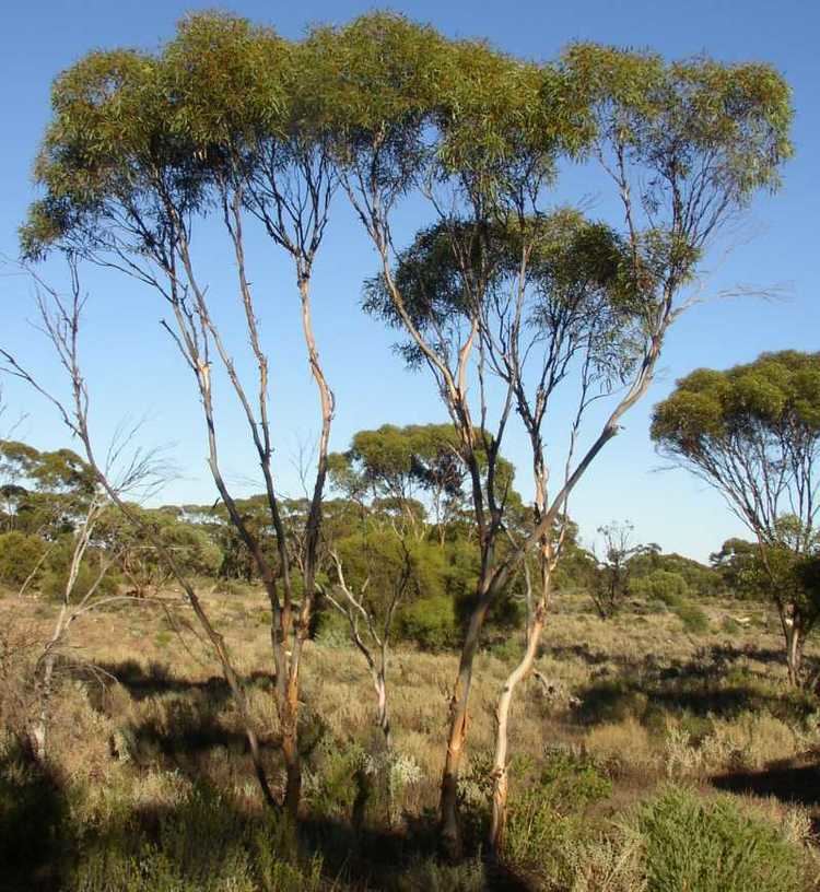 Eucalyptus gracilis Eucalyptus Gracilis