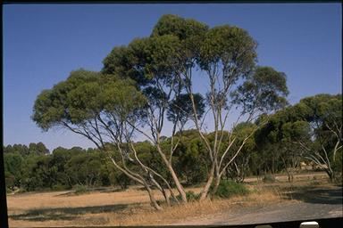 Eucalyptus gracilis Eucalyptus gracilis 103009060862jpg