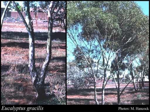 Eucalyptus gracilis httpsflorabasedpawwagovausciencetimage56