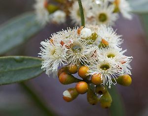 Eucalyptus gracilis White Mallee or Yorrell Eucalyptus gracilis Seed eBay