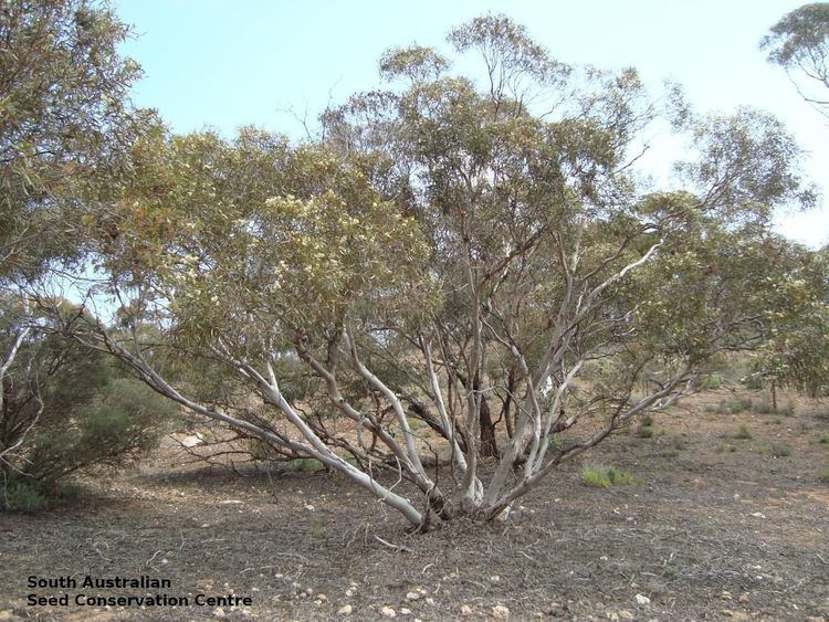 Eucalyptus gracilis Eucalyptus gracilis