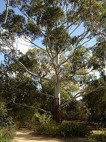 Eucalyptus grandis httpsuploadwikimediaorgwikipediacommonsthu