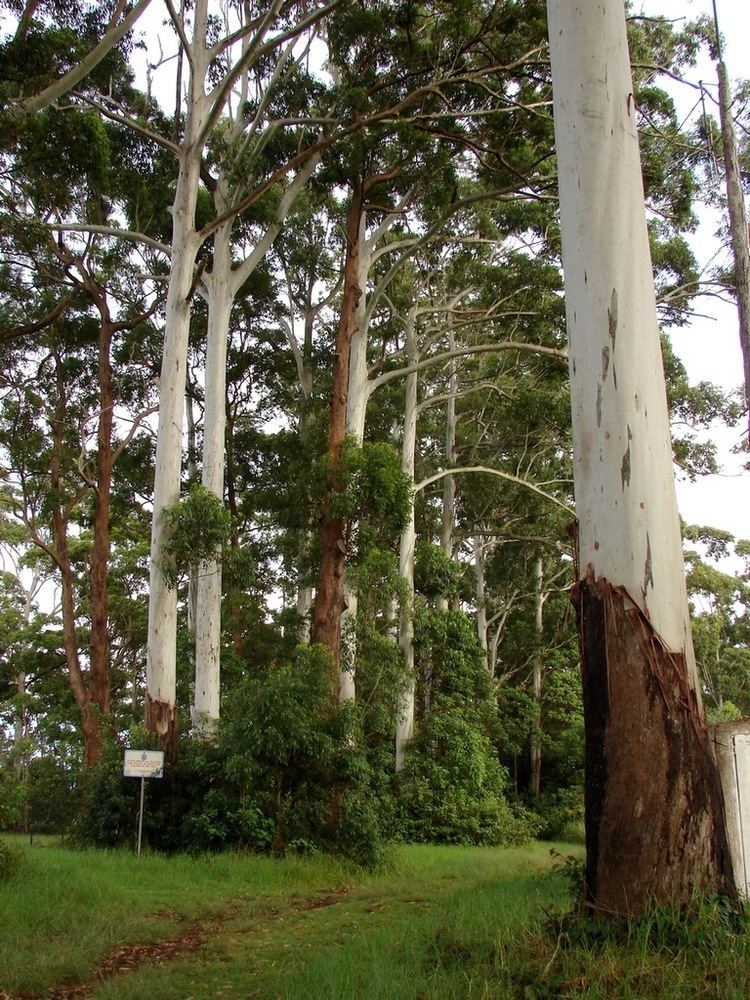 Eucalyptus grandis Eucalyptus grandis Wikipdia