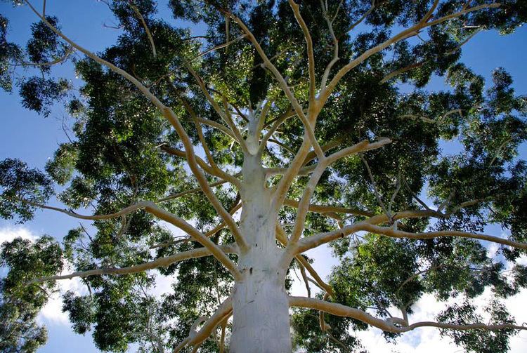 Eucalyptus grandis GardensOnline Eucalyptus grandis