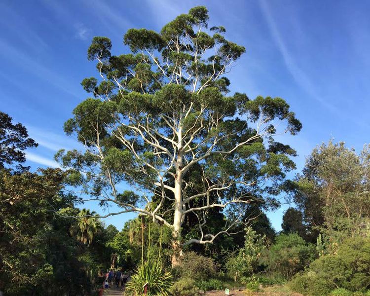 Eucalyptus grandis GardensOnline Eucalyptus grandis