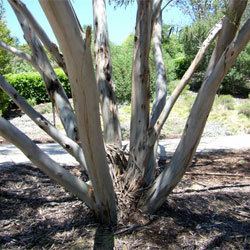 Eucalyptus gregsoniana Eucalyptus gregsoniana Growing Native Plants
