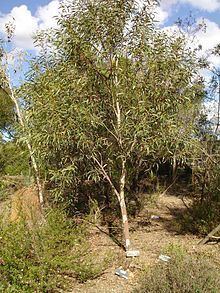 Eucalyptus gregsoniana httpsuploadwikimediaorgwikipediacommonsthu
