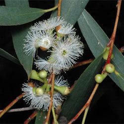 Eucalyptus gregsoniana Eucalyptus gregsoniana Growing Native Plants