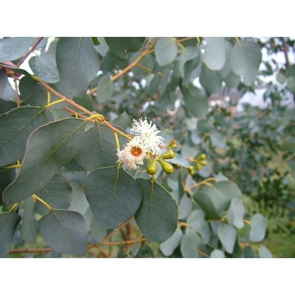 Eucalyptus gunnii Eucalyptus gunnii Cider Gum