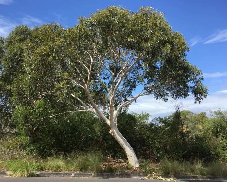 Eucalyptus haemastoma GardensOnline Eucalyptus haemastoma