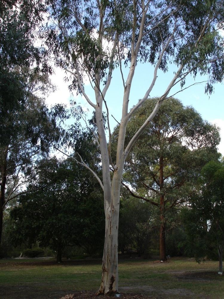 Eucalyptus haemastoma FileEucalyptus haemastoma 1jpg Wikipedia