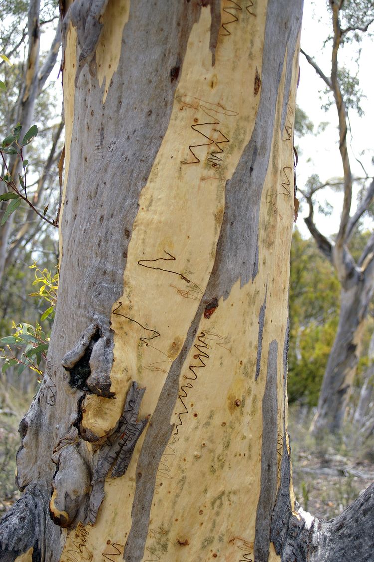 Eucalyptus haemastoma Eucalyptus haemastoma Wikipedia