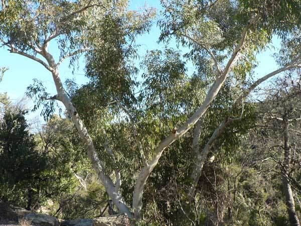 Eucalyptus haemastoma Eucalyptus haemastoma Scribbly Gum