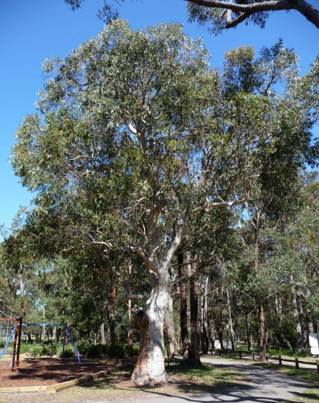 Eucalyptus haemastoma Tree Register National Register of Big Trees