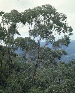 Eucalyptus imlayensis httpswwwanbggovaugnpinterns2011eucalyptu