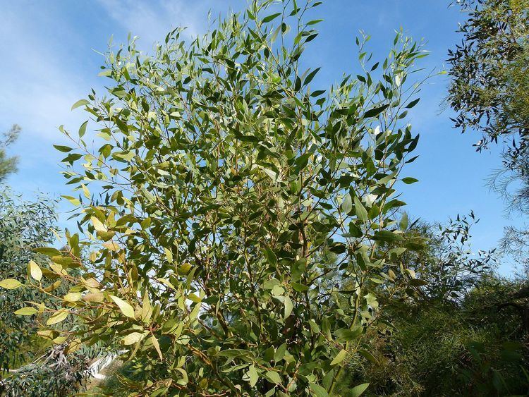 Eucalyptus incrassata httpsuploadwikimediaorgwikipediacommonsthu