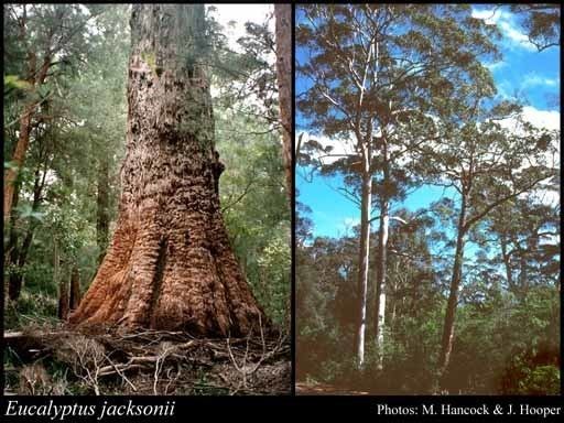 Eucalyptus jacksonii httpsflorabasedpawwagovausciencetimage56