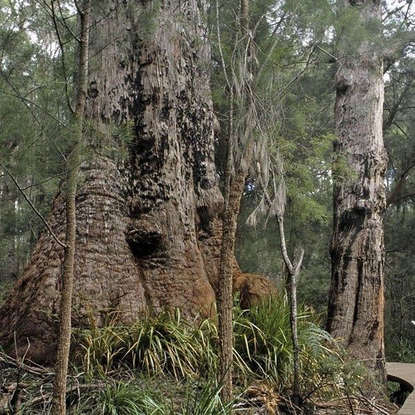 Eucalyptus jacksonii Australian Seed EUCALYPTUS jacksonii
