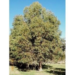 Eucalyptus kitsoniana Eucalyptus kitsoniana Gippsland Mallee Grafton Nursery