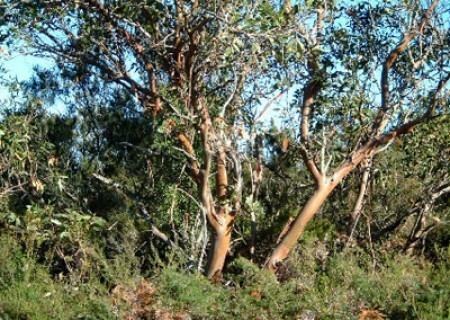 Eucalyptus kitsoniana wwwmetrotreescomauwpcontentuploads201408e