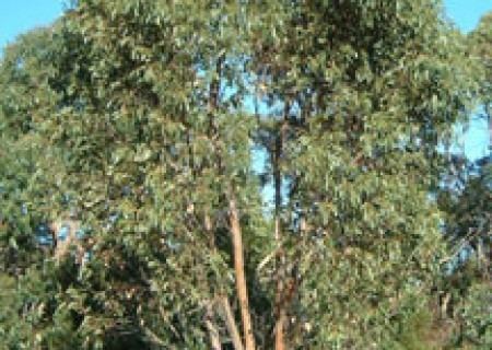 Eucalyptus kitsoniana Eucalyptus kitsoniana Metropolitan Trees