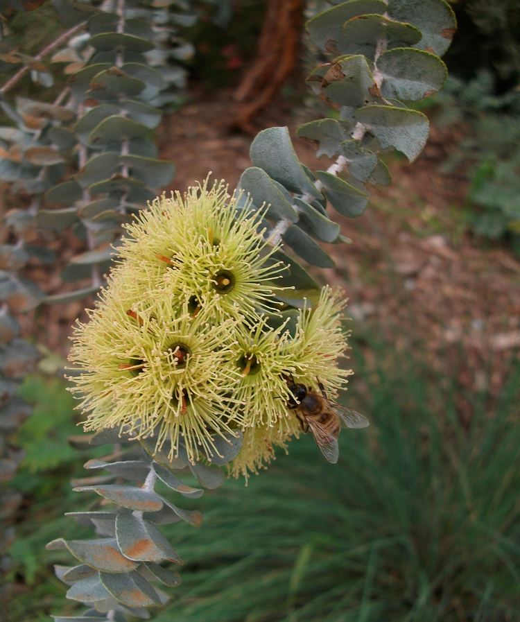 Eucalyptus kruseana Eucalyptus kruseana Wikipedia