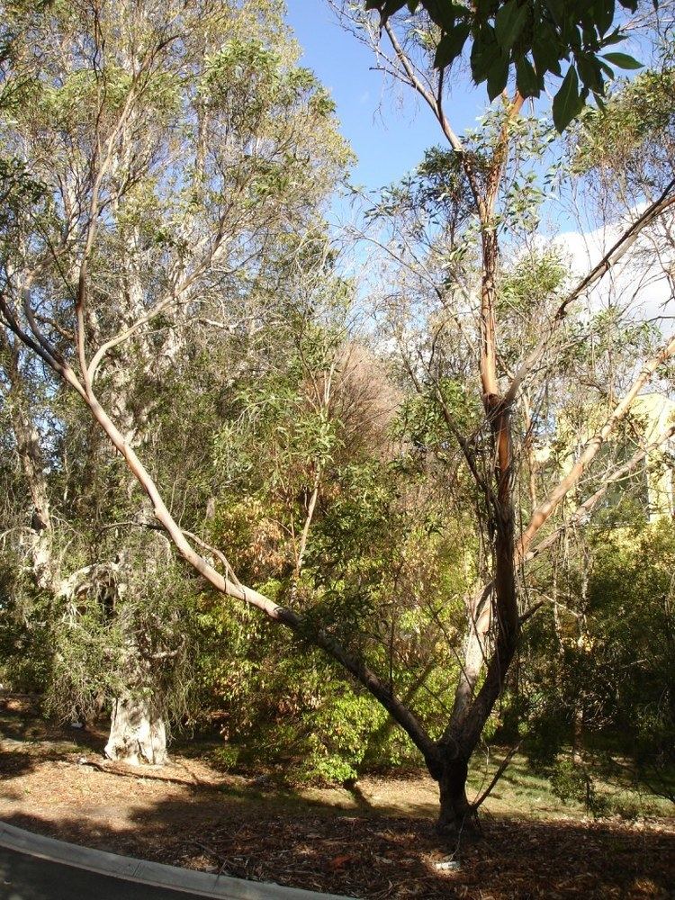 Eucalyptus lansdowneana httpsuploadwikimediaorgwikipediacommonscc