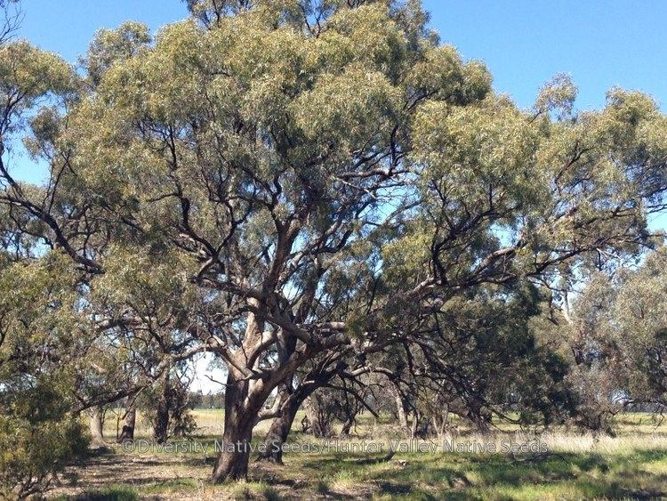 Eucalyptus largiflorens Eucalyptus largiflorens black box Diversity Native Seeds