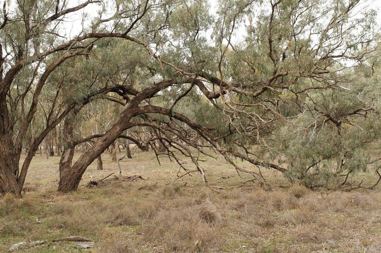 Eucalyptus largiflorens Eucalyptus largiflorens floodplain woodland 1306058589 Flickr