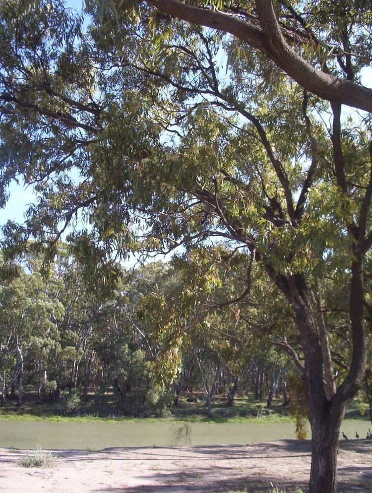 Eucalyptus largiflorens Eucalyptus largiflorensBlack Box Mallee Native Plants