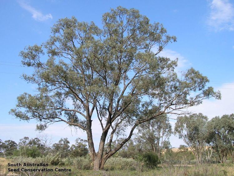 Eucalyptus largiflorens Eucalyptus largiflorens