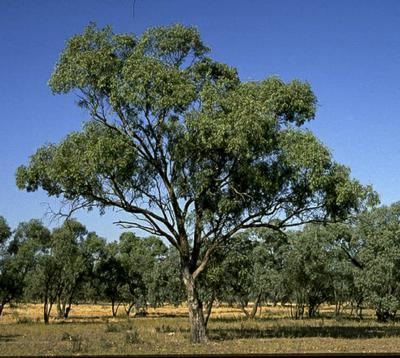 Eucalyptus largiflorens Factsheet Eucalyptus largiflorens