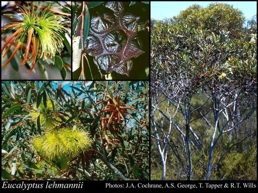 Eucalyptus lehmannii httpsflorabasedpawwagovausciencetimage56