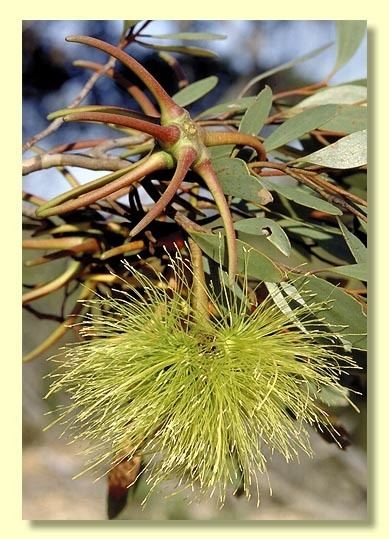 Eucalyptus lehmannii Factsheet Eucalyptus lehmannii