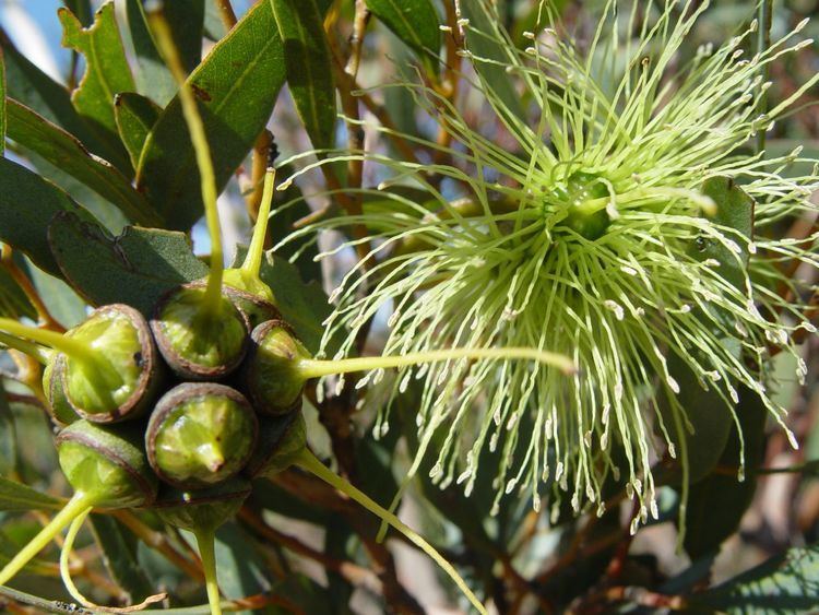 Eucalyptus lehmannii Local WA Flora