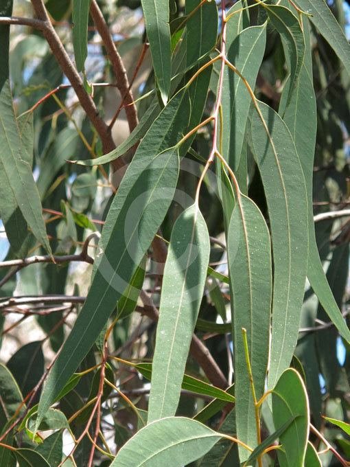 Eucalyptus longifolia Eucalyptus longifolia Woollybutt information amp photos