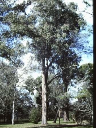 Eucalyptus longifolia 178979jpg
