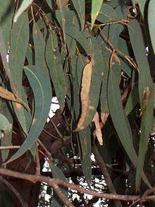 Eucalyptus longifolia httpsuploadwikimediaorgwikipediacommonsthu