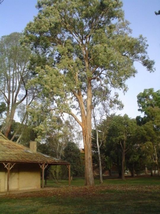 Eucalyptus longifolia 71347jpg