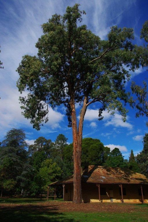 Eucalyptus longifolia Tree Register National Register of Big Trees