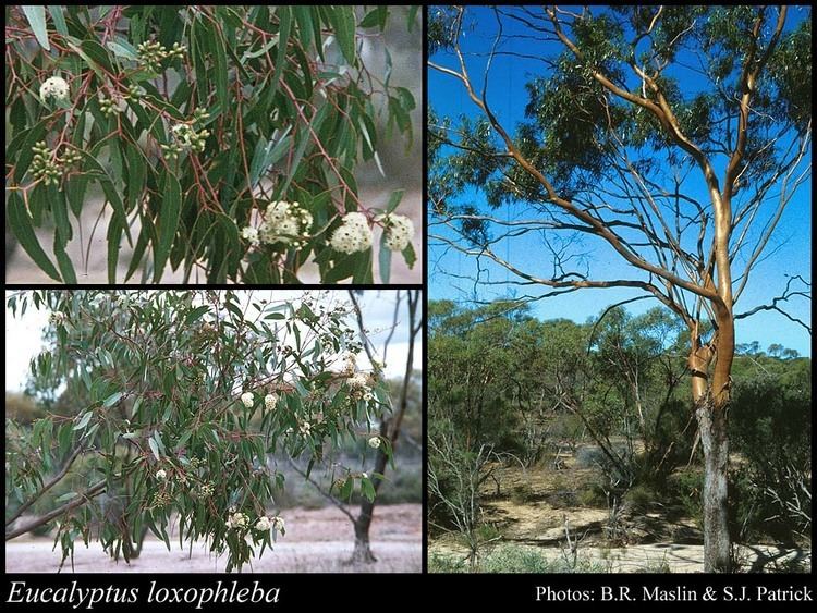 Eucalyptus loxophleba Eucalyptus loxophleba Benth FloraBase Flora of Western Australia