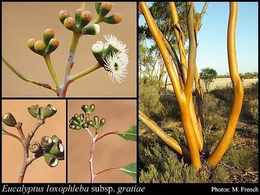 Eucalyptus loxophleba Eucalyptus loxophleba subsp gratiae Brooker FloraBase Flora of