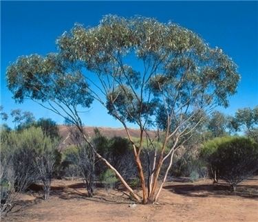 Eucalyptus loxophleba wwwflorabankorgaulucidkeyspecies20navigator