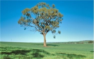 Eucalyptus loxophleba Factsheet Eucalyptus loxophleba