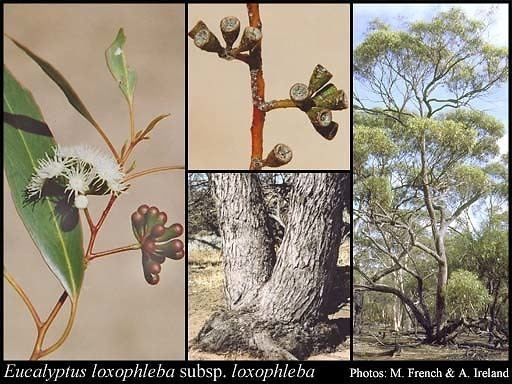 Eucalyptus loxophleba Eucalyptus loxophleba Benth subsp loxophleba FloraBase Flora of