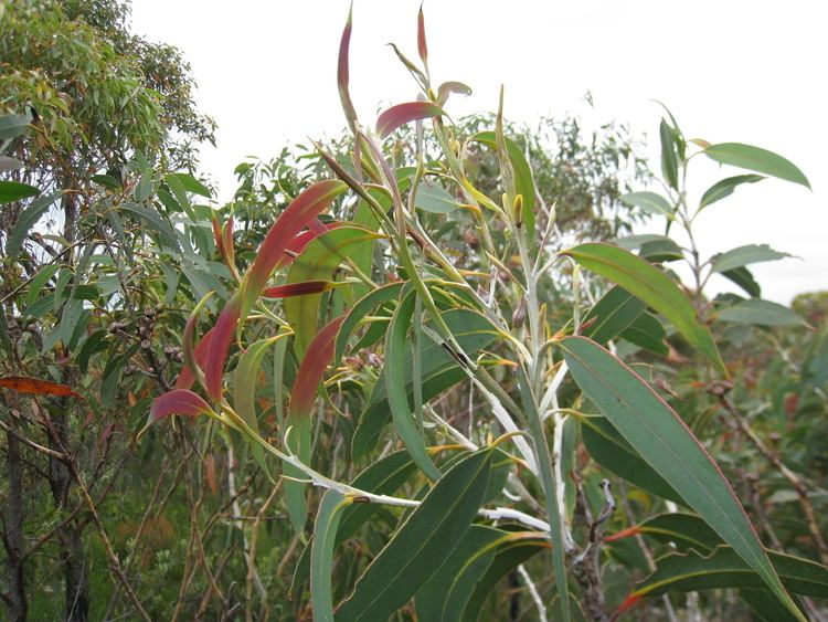 Eucalyptus luehmanniana FileEucalyptus luehmanniana 1jpg Wikimedia Commons