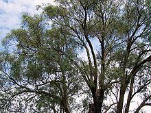 Eucalyptus macarthurii httpsuploadwikimediaorgwikipediacommonsthu